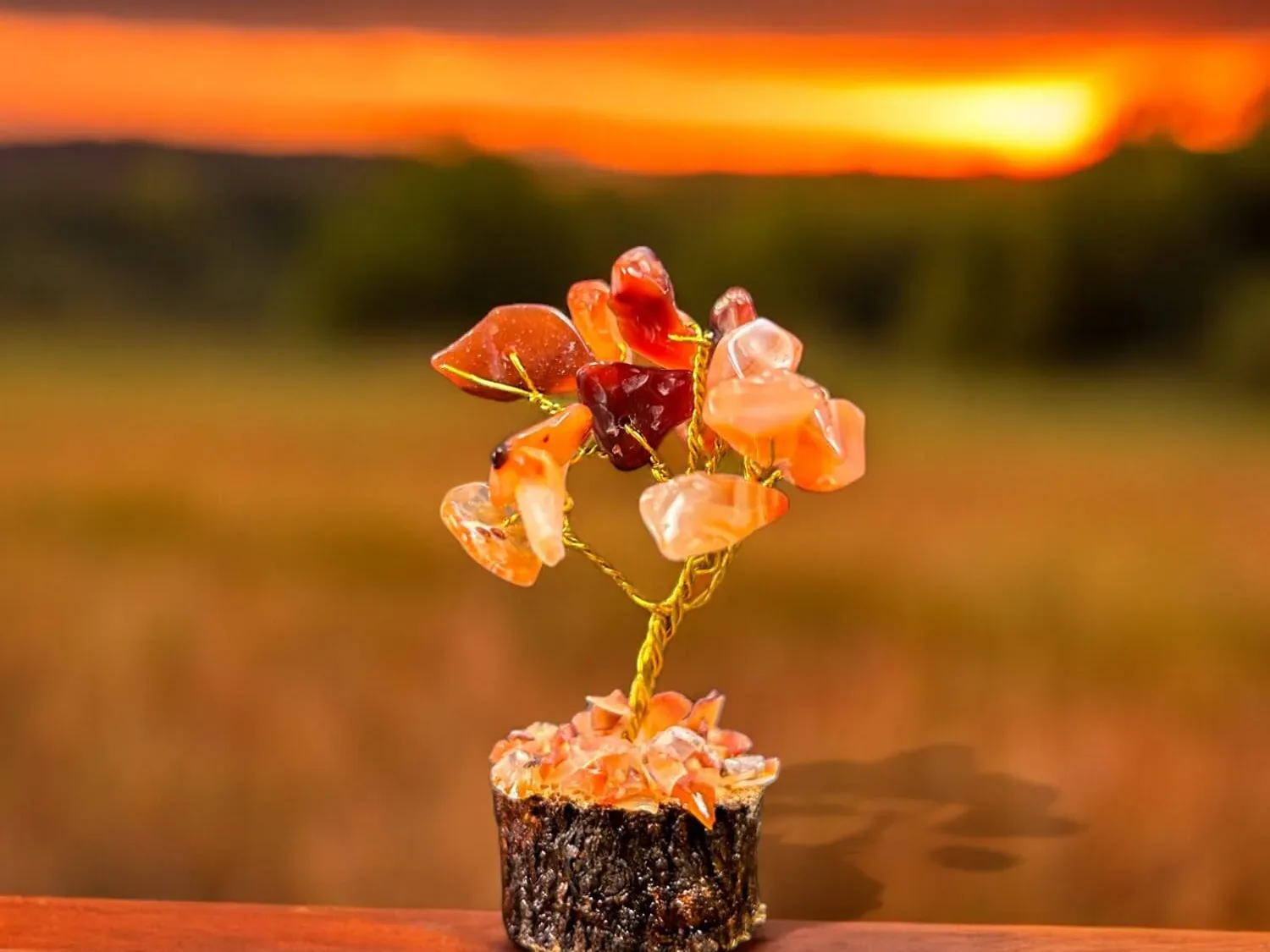 Red Carnelian Tree